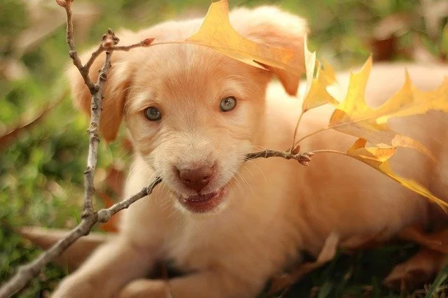 wann werden golden retriever geschlechtsreif