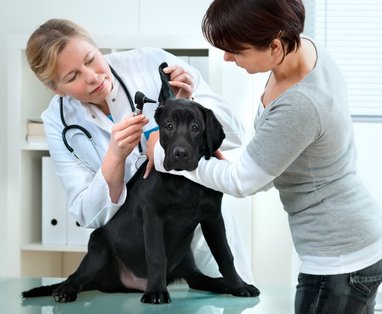 Labrador Hundekrankenversicherung