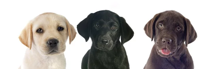 Labrador Welpen vom Züchter