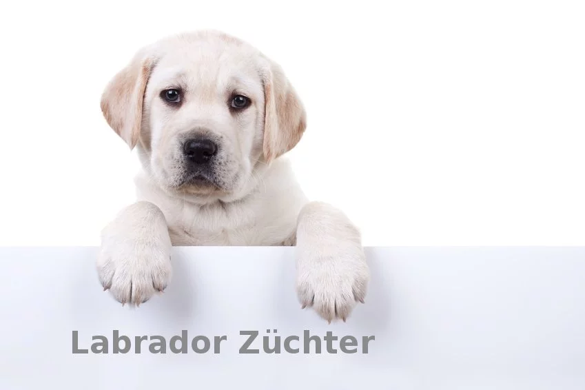 Labrador Züchter