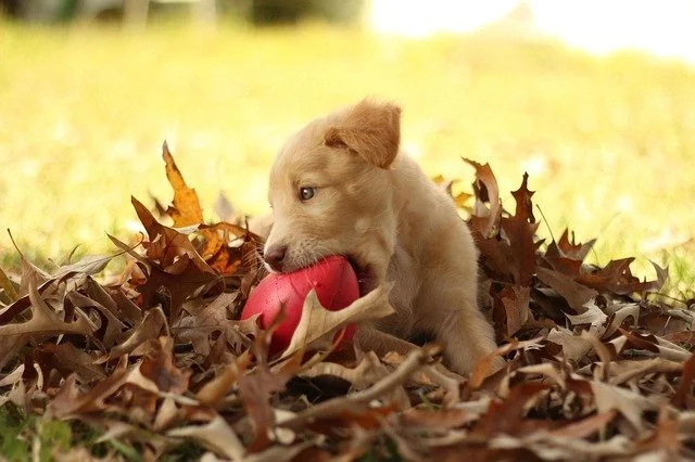 wann werden golden retriever geschlechtsreif