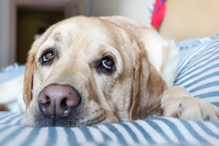 Durchfall beim Hund