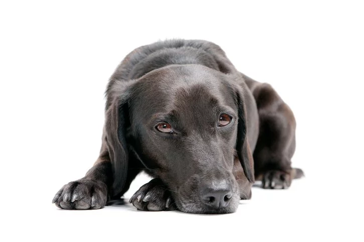 Eierstockentzündung beim Hund