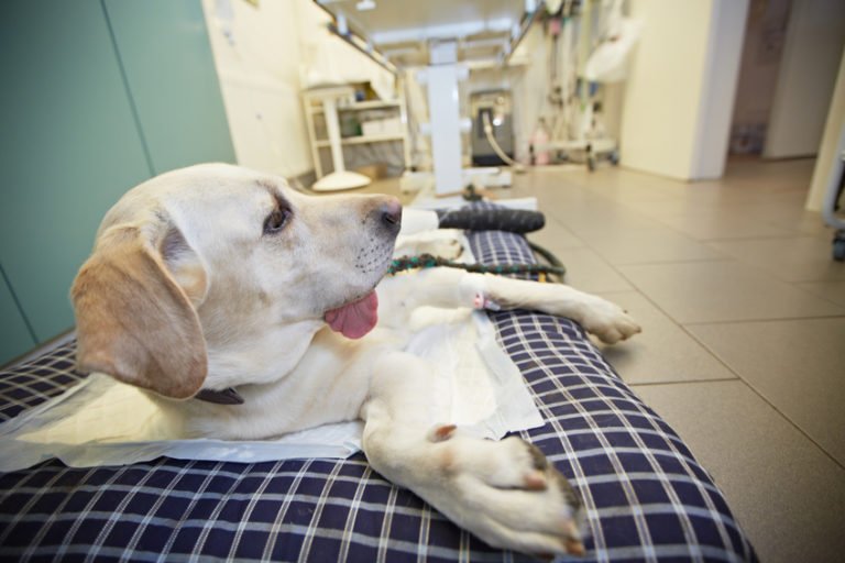 Enterotomie beim Hund Labrador Welpe