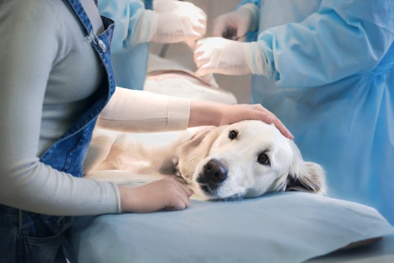 Tumor beim Hund LabradorWelpe.de